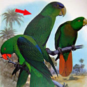 images/papegaaienpodie/Psittacinae/Tanygnathus/Tanygnathus_gramineu1.jpg