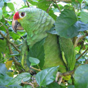 images/papegaaienpodie/Psittacinae/Touit/Touit_costaricensis.jpg