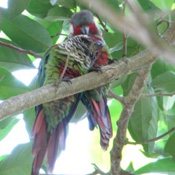 images/papegaaienpodie/caeruleiceps.jpg