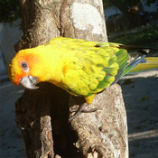 images/papegaaienpodie/maculata.jpg
