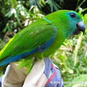 images/papegaaienpodie/overige_Psittacidae/Bolbopsittacus_lunulatus.jpg