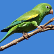 images/papegaaienpodie/overige_Psittacidae/Brotogeris_chiriri.jpg