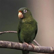 images/papegaaienpodie/overige_Psittacidae/Brotogeris_chrysopterus_chrysopterus.jpg