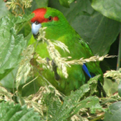 images/papegaaienpodie/overige_Psittacidae/Cyanoramphus_novaezelandiae.jpg