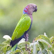 images/papegaaienpodie/overige_Psittacidae/Deroptyus_accipitrinus_fuscifrons2.jpg