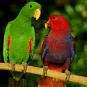 images/papegaaienpodie/overige_Psittacidae/Eclectus_roratus_roratus1.jpg