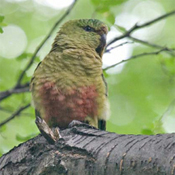 images/papegaaienpodie/overige_Psittacidae/Enicognathus_ferrugineus_ferrugineus1.jpg