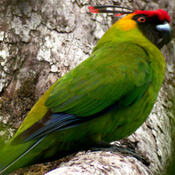 images/papegaaienpodie/overige_Psittacidae/Eunymphicus_cornutus_cornutus1.jpg