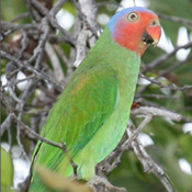 images/papegaaienpodie/overige_Psittacidae/Geoffroyus_geoffroyi_geoffroyi.jpg