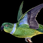 images/papegaaienpodie/overige_Psittacidae/Geoffroyus_simplex.jpg
