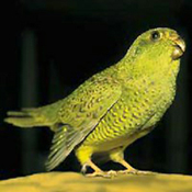images/papegaaienpodie/overige_Psittacidae/Geopsittacus_occidentalis.jpg