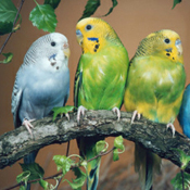 images/papegaaienpodie/overige_Psittacidae/Melopsittacus_undulatus.jpg