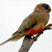 images/papegaaienpodie/overige_Psittacidae/Northiella_haematogaster.jpg