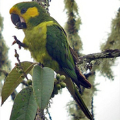 images/papegaaienpodie/overige_Psittacidae/Ognorhynchus_icterotis.jpg