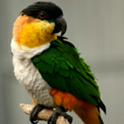 images/papegaaienpodie/overige_Psittacidae/Pionites_melanocephala.jpg