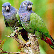 images/papegaaienpodie/overige_Psittacidae/Pionus_Menstruus1.jpg