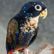 images/papegaaienpodie/overige_Psittacidae/Pionus_chalcopterus_chalcopterus1.jpg