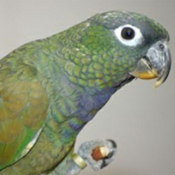 images/papegaaienpodie/overige_Psittacidae/Pionus_maximiliani_maximiliani.jpg