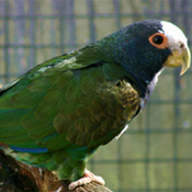 images/papegaaienpodie/overige_Psittacidae/Pionus_senilis1.jpg