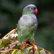 images/papegaaienpodie/overige_Psittacidae/Pionus_sordidus_sordidus.jpg