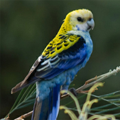 images/papegaaienpodie/overige_Psittacidae/Platycercus_adscitus1.jpg