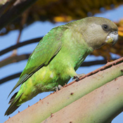 images/papegaaienpodie/overige_Psittacidae/Poicephalus_cryptoxanthus.jpg