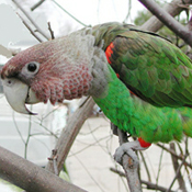 images/papegaaienpodie/overige_Psittacidae/Poicephalus_fuscicollis.jpg