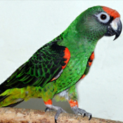 images/papegaaienpodie/overige_Psittacidae/Poicephalus_gulielmi.jpg