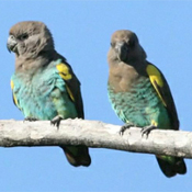 images/papegaaienpodie/overige_Psittacidae/Poicephalus_meyeri_meyeri.jpg