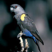 images/papegaaienpodie/overige_Psittacidae/Poicephalus_rueppellii.jpg