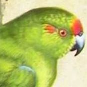 images/papegaaienpodie/pavifrons.jpg