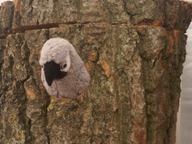 2012-05-20 Birdsymposium