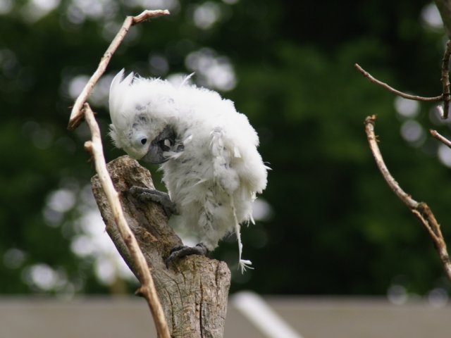 2012-05-20 Birdsymposium papegaaien