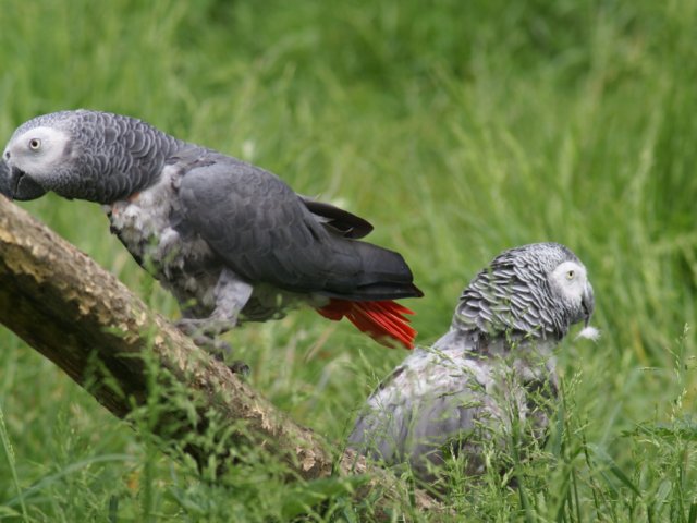 2012-05-20 Birdsymposium papegaaien