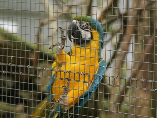 2012-05-20 Birdsymposium papegaaien