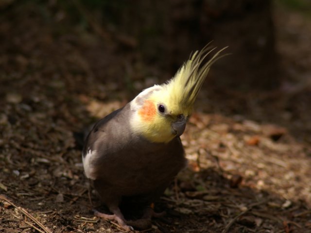 2012-05-20 Birdsymposium papegaaien