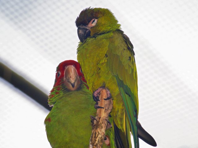 2012-05-20 Birdsymposium papegaaien