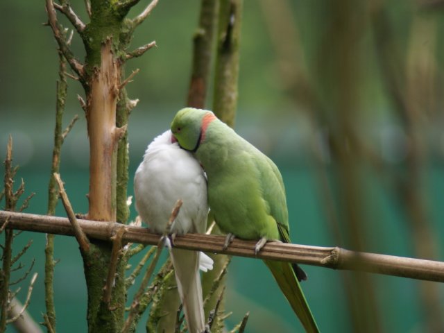 2012-05-20 Birdsymposium papegaaien