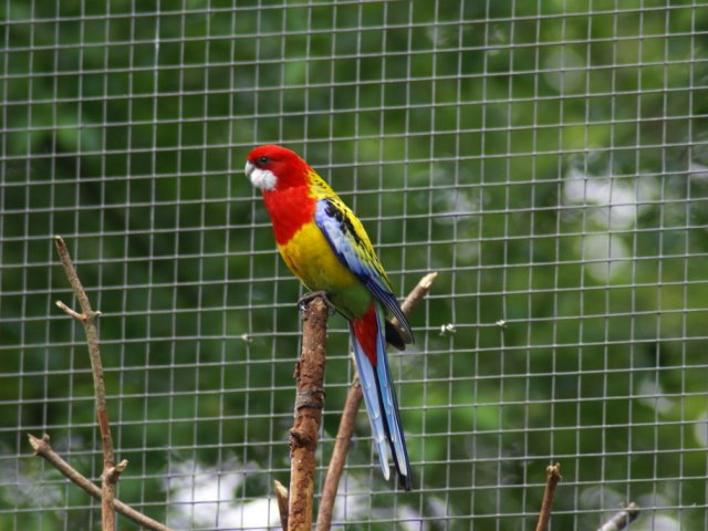 2012-05-20 Birdsymposium papegaaien