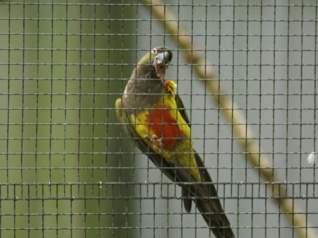 2012-05-20 Birdsymposium papegaaien