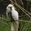2012-05-20 Birdsymposium papegaaien