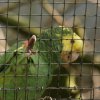 2012-05-20 Birdsymposium papegaaien
