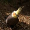2012-05-20 Birdsymposium papegaaien