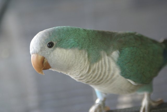 DSC06781