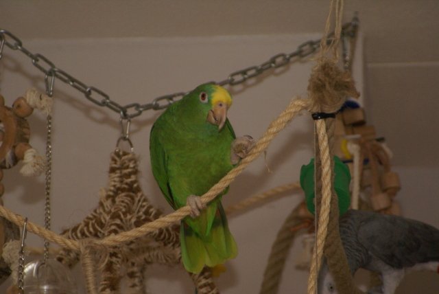 Logees Diva en Zorro