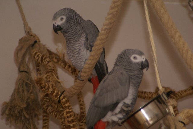 Logees Diva en Zorro