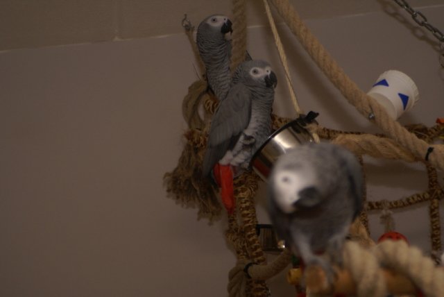 Logees Diva en Zorro