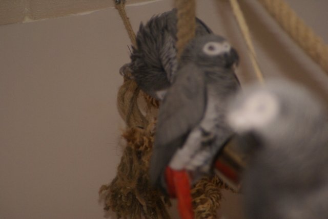 Logees Diva en Zorro