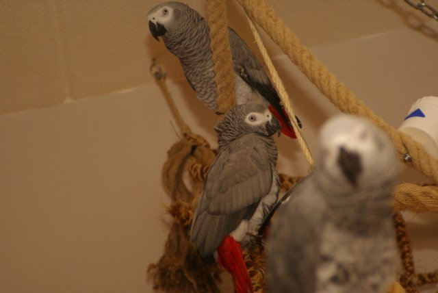 Logees Diva en Zorro