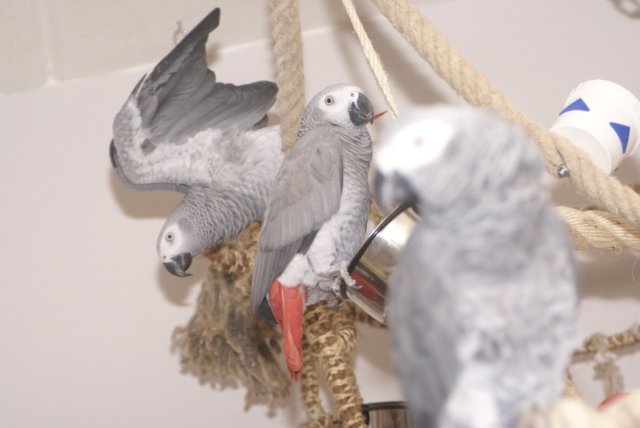 Logees Diva en Zorro